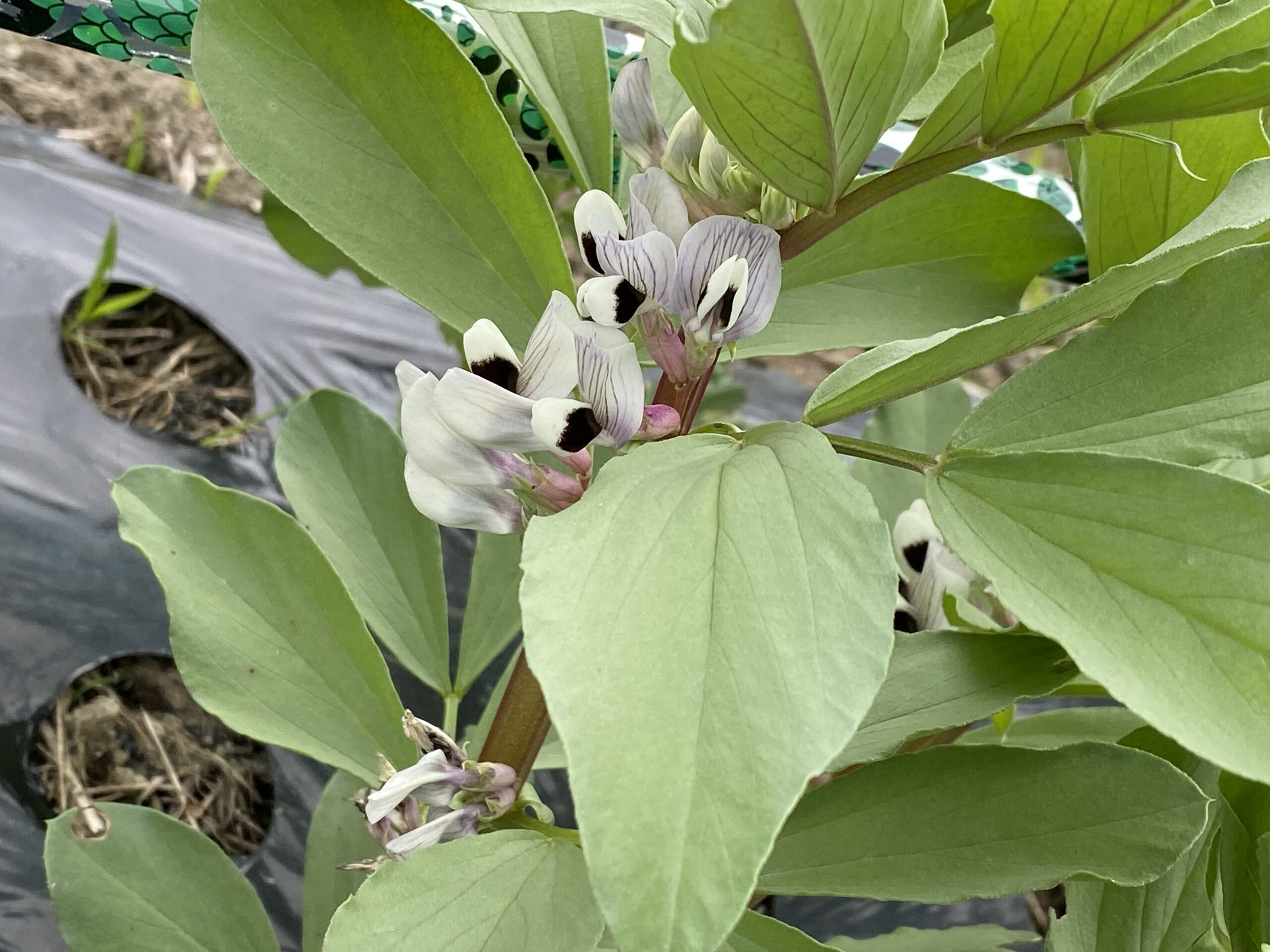 そら豆が美しい花を付け始めています Farm Andante 珍しい野菜 農薬不使用で野菜を栽培しています