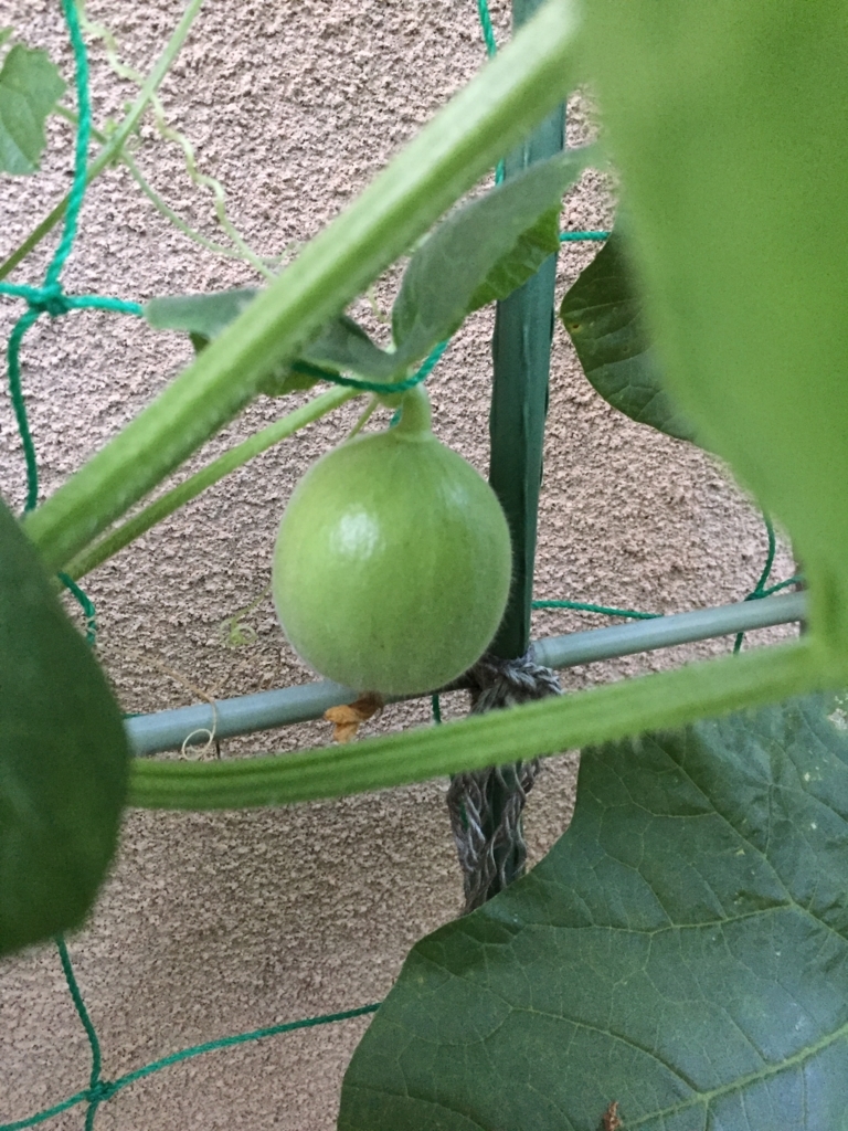 手のひらサイズのメロン ころたんの実が成ってます Farm Andante 珍しい野菜 農薬不使用で野菜を栽培しています