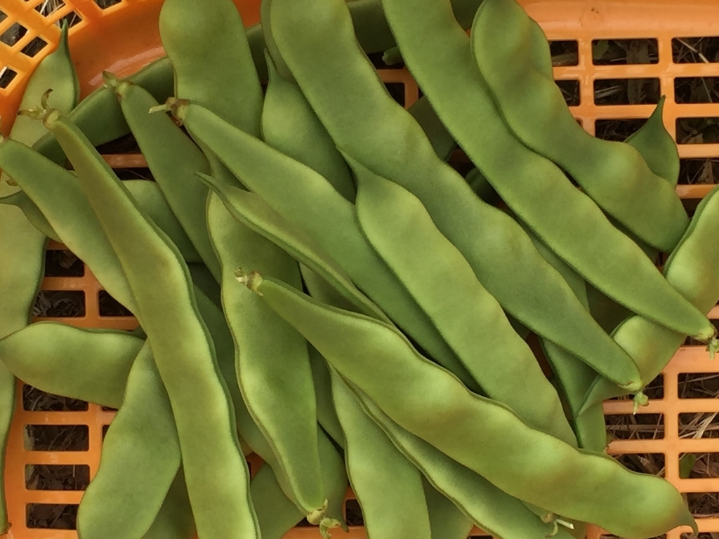 夏野菜 栽培報告 モロッコインゲン 平莢インゲン 18年 Farm Andante 珍しい野菜 農薬不使用で野菜を栽培しています