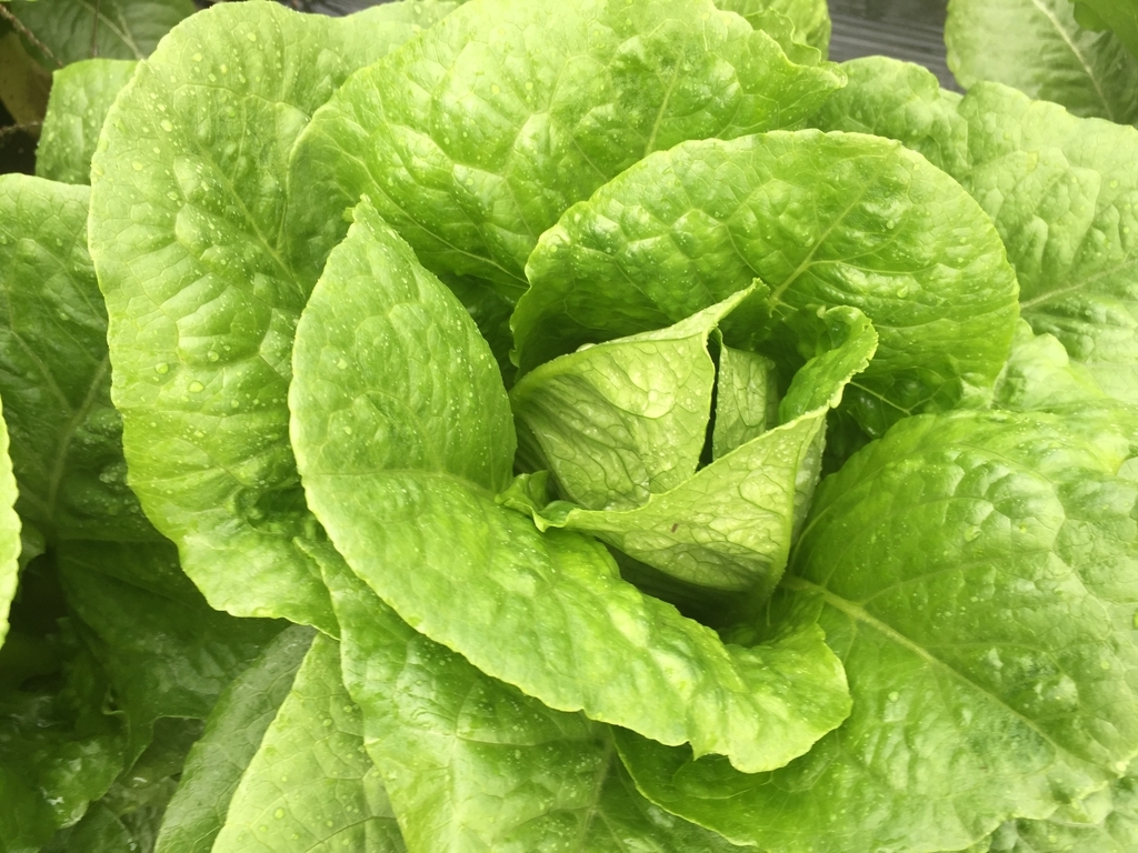 菜園栽培状況 ロメインレタス収穫しました Farm Andante 珍しい野菜 農薬不使用で野菜を栽培しています