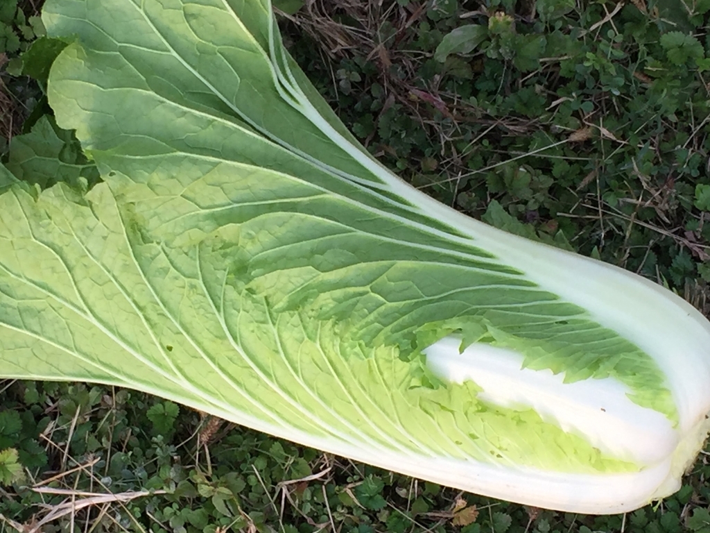 珍しい野菜栽培 タケノコ型白菜 プチヒリ収穫しました。｜farm andante 珍しい野菜、農薬不使用で野菜を栽培しています。